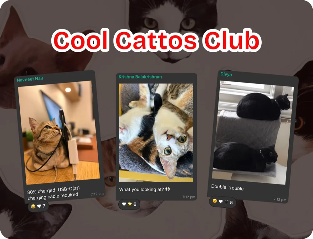 Cool Cattos Club — a curated club for cat parents